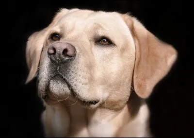 Le labrador est sur le podium des chiens les plus aimés des Français à quelle place se situe-t-il ?