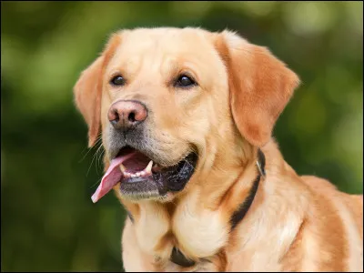 Quel chien n'est pas un labrador ?