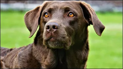 Quel est le plus gros défaut du labrador ?