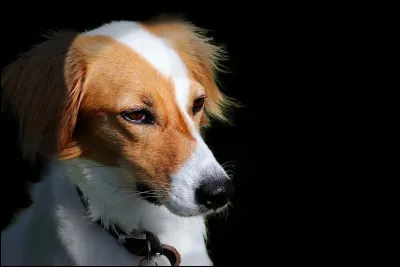 Doù vient l'épagneul breton ?