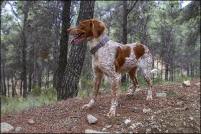 L'épagneul breton est un chien considéré de taille moyenne.
Quel est donc son poids ?