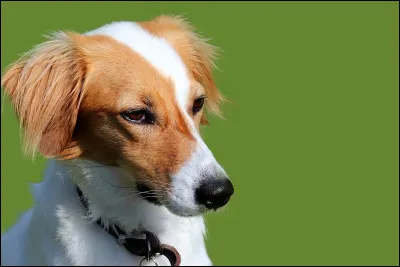 Quelle est la particularité de cette race pour la chasse ?