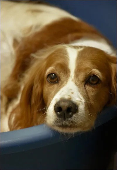 L'épagneul breton aboie beaucoup.