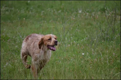 Quel chien n'est pas un épagneul breton ?