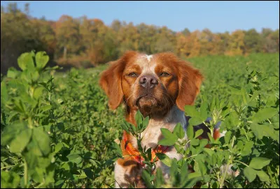 L'épagneul breton est une race hypoallergénique.