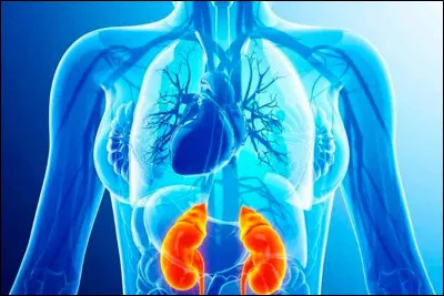 Parmi ces propositions, qu'est-ce que les drogues font à notre corps ?