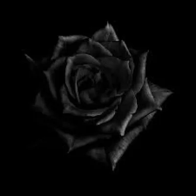 Dans le langage des fleurs, qu'évoque la rose noire ?