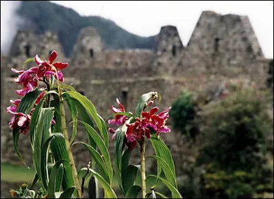 Ce site est également un trésor de la nature. Quelle magnifique fleur peut-on rencontrer lors d'une randonnée au Machu Picchu ?