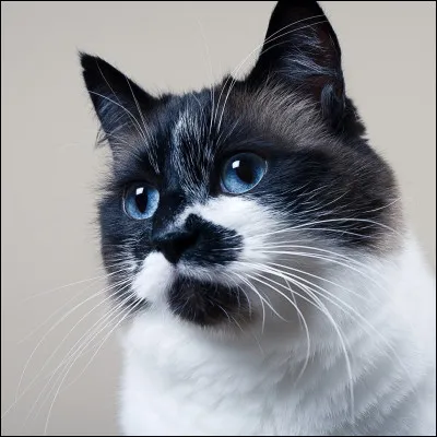 Comment écrirais-tu le nom du chat de Power ?