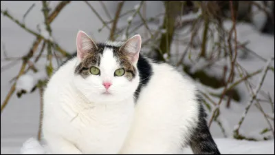 Quel nom préfères-tu ?