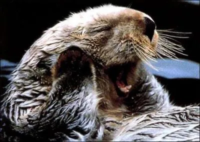 Quel est cet animal ?