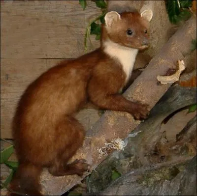 Quel est cet animal ?