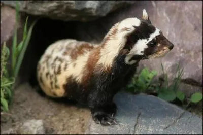 Quel est cet animal ?