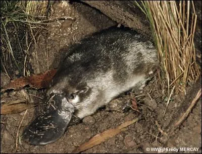 Quel est cet animal ?