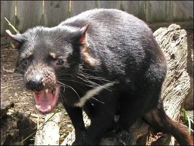 Quel est cet animal ?