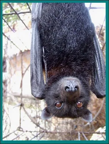 Quel est cet animal ?