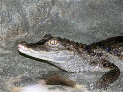 Un crocodile et un alligator, c'est caïman la même chose... Mais quel est cet animal ?