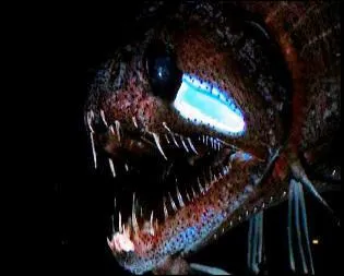 Où peut-on voir cet animal ?