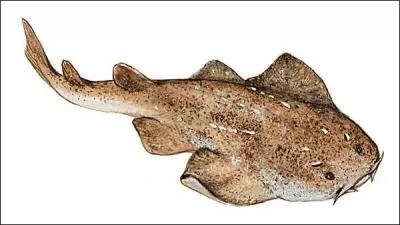 La gande roussette appartient à la famille...