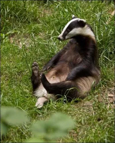 Quel est cet animal ?