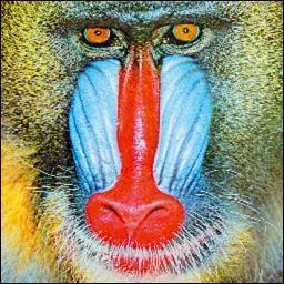 Quel est cet animal ?