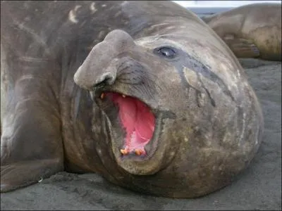 Quel est cet animal ?