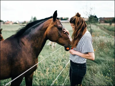 Tu veux un cheval pour :