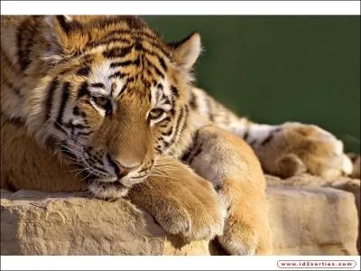 Au dbut du XXe sicle, on comptait prs de 50 000 tigres ; aujourd'hui ils ne sont plus que...