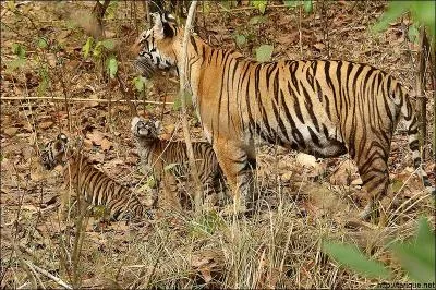 Les rayures de sa robe...