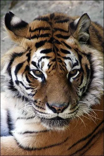 Les tigres chassent aussi la nuit car leur vision nocturne est au moins 6 fois plus dveloppe que celle...