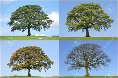 Quelle est votre saison préférée ?