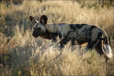 Les lycaons du Cap peuvent parcourir...