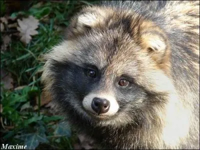 Le chien viverrin d'Asie orientale (le tanuki) se nourrit...