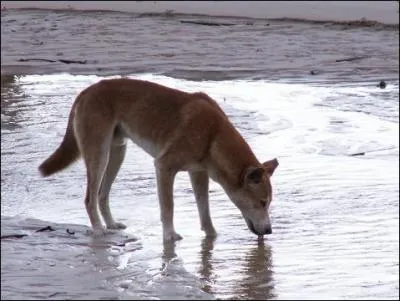 Les dingos australiens descendent probablement... .