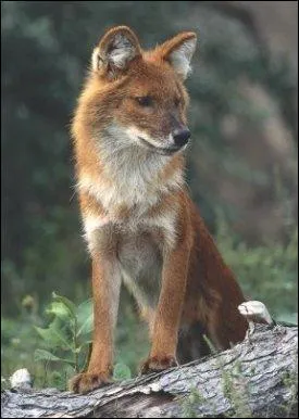 Les dholes, ou chiens sauvages d'Inde, chassent par meutes de 30 et loignent...