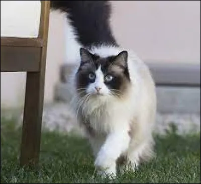 Qui est la sœur d’Étoile Bleue ?