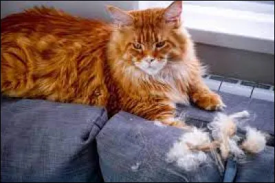 Combien a-t-elle eu de mentors ?