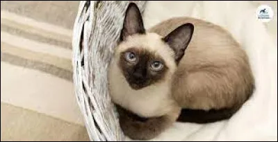 Comment sa sœur est-elle morte ?