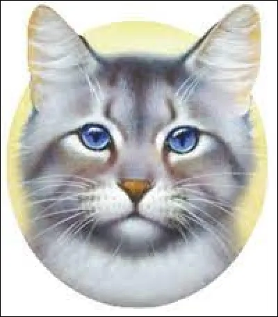 Finalement, tu es allé aider Source Scintillante, qui t'a révélé qu'elle pensait que Queue de Biche/Feuille d'Olivier aurait un faible pour toi... que lui dis-tu ?