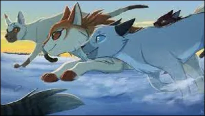 Plus tard, vous avez des chatons. Un mâle brun aux yeux verts, et deux femelles, une grise et une crème, aux yeux ambrés. Comment les nommez-vous ?