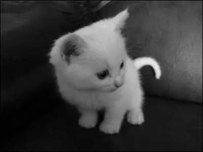 Pour toi, les chatons sont ...