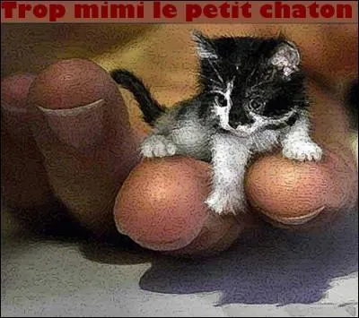 Un chaton, nouveau-n, ne ...