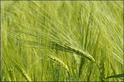 Quelle est cette céréale en O, une graminée aux épis barbus, utilisée pour l'alimentation animale et pour la fabrication de malt ?