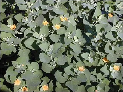 Quelle maladie est due à l'infection des lymphocytes T CD4+ ?