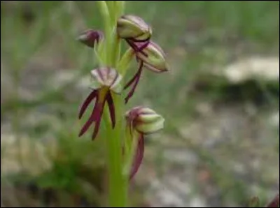 Quel est le nom de cette espèce ?