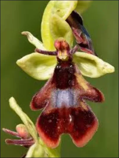 Quel est le nom de cette espèce ?