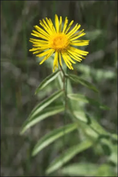 Quel est le nom de cette espèce ?