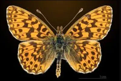 Quel est le nom de cette espèce ?