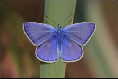 Quel est le nom de cette espèce ?