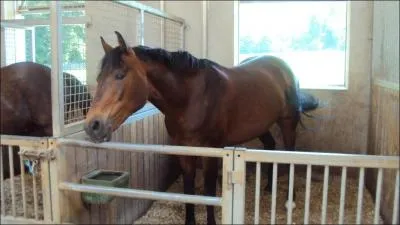 Le cheval et le poney peuvent-ils vomir ?